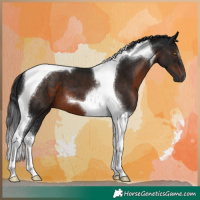 Horse Color:Gray Brown Tobiano