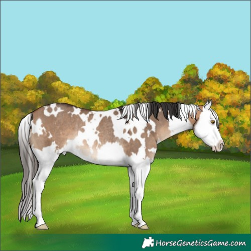 Horse Color:White Spotted Bay Dun Splash Rabicano 