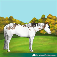 Horse Color:White Spotted Brown Dun Splash Rabicano Brindle 
