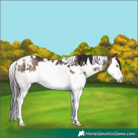 Horse Color:White Spotted Brown Dun Splash Rabicano Brindle