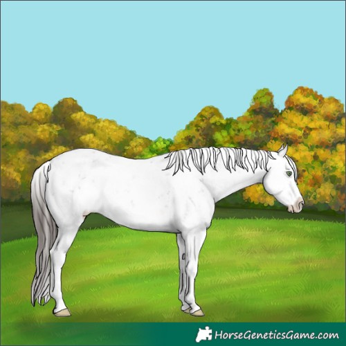 Horse Color:White Spotted Buckskin Sabino Splash Rabicano 