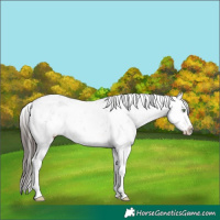 Horse Color:White Spotted Buckskin Sabino Splash Rabicano 
