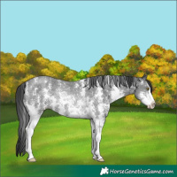 Horse Color:Black Sabino Rabicano 