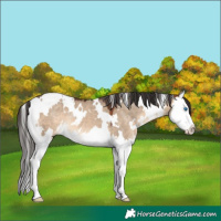 Horse Color:White Spotted Brown Dun Splash