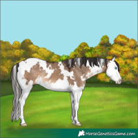 Horse Color:White Spotted Brown Dun Splash