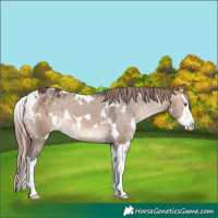Horse Color:White Spotted Bay Dun Splash Appaloosa 