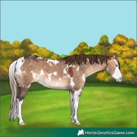 Horse Color:White Spotted Bay Dun Splash Appaloosa 
