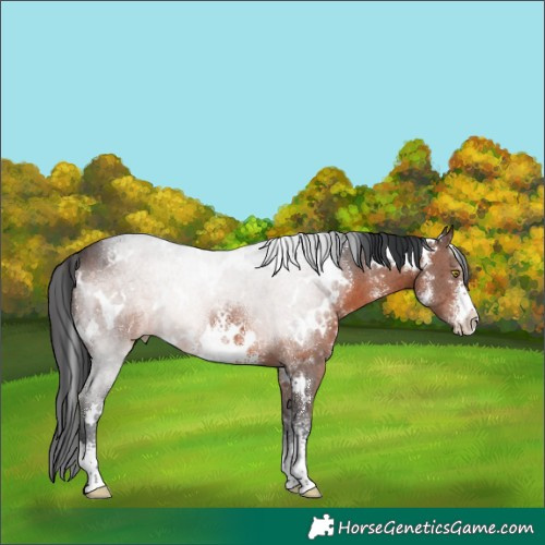 Horse Color:White Spotted Brown Sabino Rabicano 