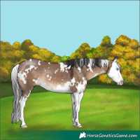 Horse Color:White Spotted Brown Dun Splash