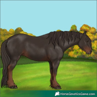 Horse Color:Liver Chestnut 