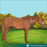 Horse Color:Chestnut Frame