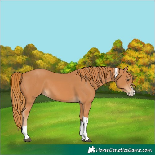 Horse Color:Chestnut Splash Tobiano