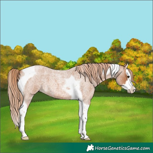 Horse Color:Red Roan Splash Tobiano 