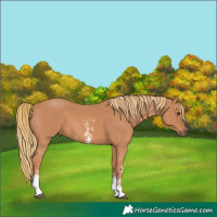 Horse Color:Chestnut Sabino