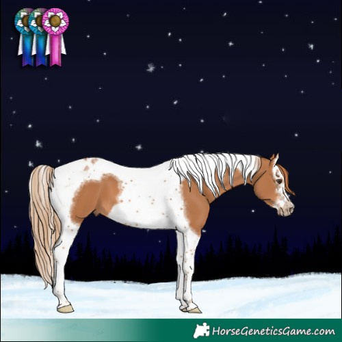 Horse Color:Chestnut Splash Tobiano Frame 