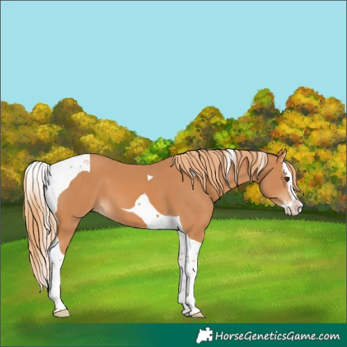 Horse Color:Chestnut Splash Tobiano 