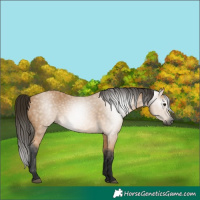 Horse Color:Gray Buckskin 
