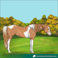 Horse Color:Chestnut Splash Tobiano