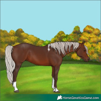 Horse Color:Silver Brown Tobiano 