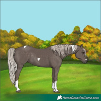 Horse Color:Silver Black Tobiano Rabicano 