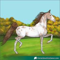 Horse Color:Liver Chestnut Pearl Sabino Frame Appaloosa 