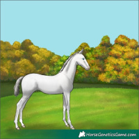 Horse Color:Gold Cream Champagne Roan Pearl Dun Sabino Blanket 