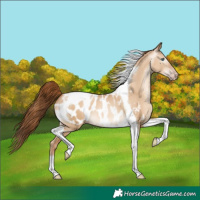 Horse Color:Gray Amber Champagne Pearl Dun Tobiano Appaloosa