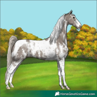 Horse Color:Silver Smoky Black Sabino Tobiano