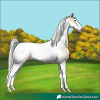 Horse Color:Silver Smoky Blue Roan Pearl Tobiano Frame Rabicano 
