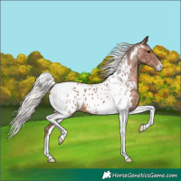 Horse Color:Silver Black Tobiano Appaloosa 