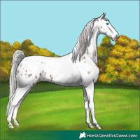 Horse Color:White Spotted Silver Black Splash Tobiano Near Leopard 