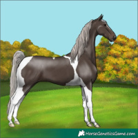 Horse Color:Silver Black Tobiano 
