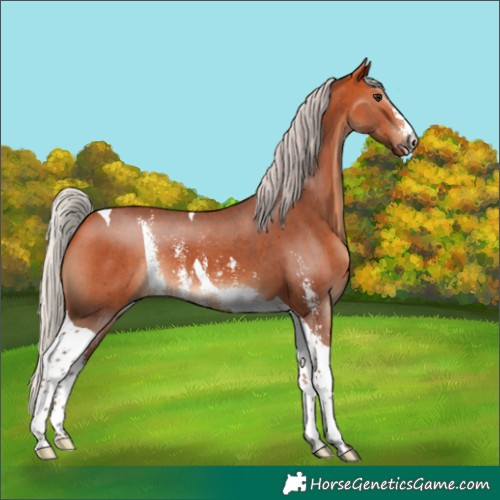 Horse Color:Silver Bay Sabino Tobiano 
