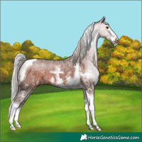 Horse Color:Silver Bay Sabino Tobiano