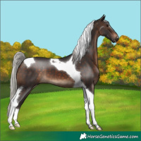 Horse Color:Silver Brown Tobiano 