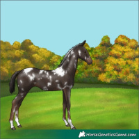 Horse Color:White Spotted Liver Chestnut Tobiano 