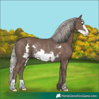 Horse Color:Silver Black Frame Rabicano