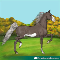 Horse Color:Silver Black Frame
