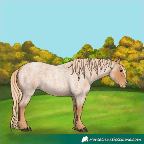 Horse Color:Red Roan Appaloosa 