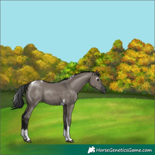 Horse Color:Gray Grullo Tobiano 