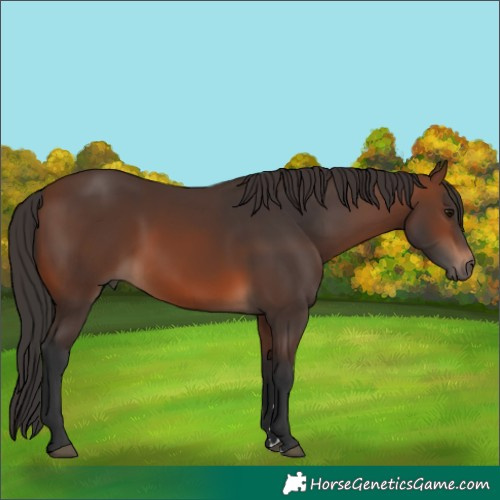 Horse Color:Brown 