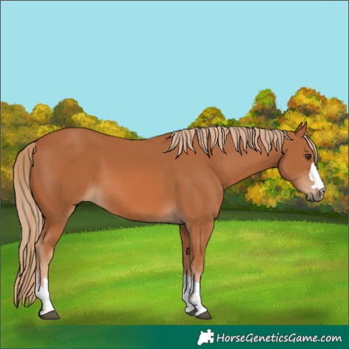 Horse Color:Chestnut 