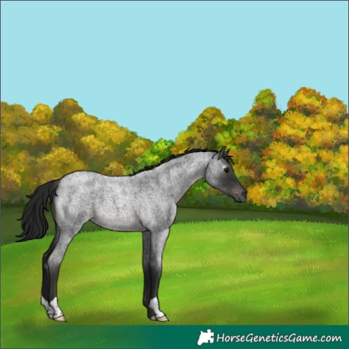 Horse Color:Gray Blue Roan 