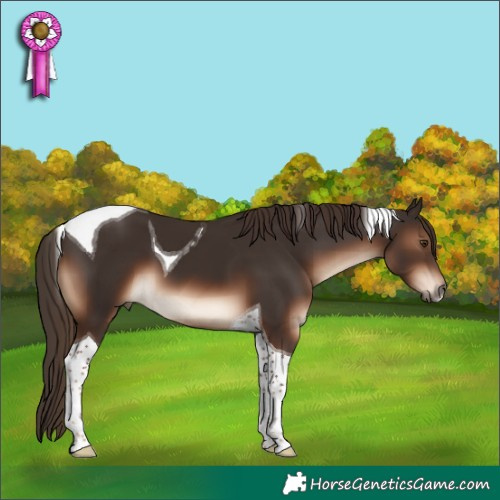 Horse Color:Liver Chestnut Tobiano 