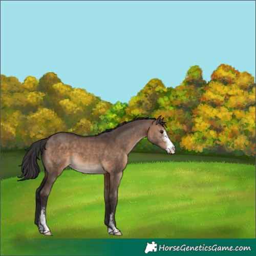 Horse Color:Brown Dun Sabino 