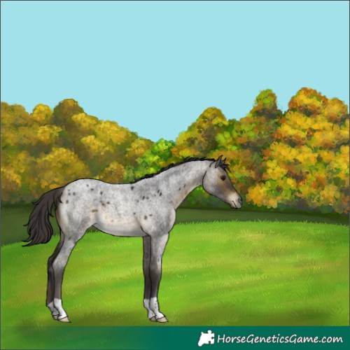 Horse Color:Buckskin Roan 