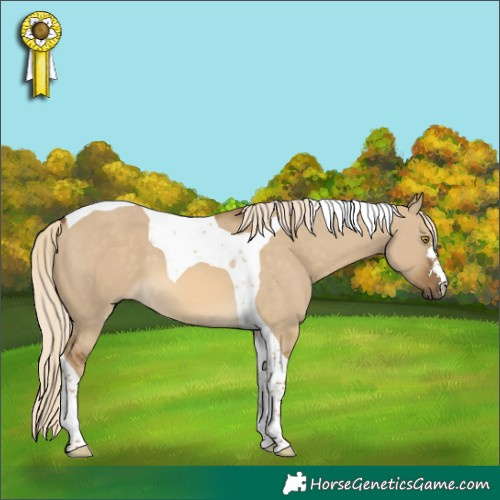 Horse Color:Chocolate Palomino Dun Tobiano 