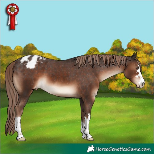 Horse Color:Liver Chestnut Appaloosa 