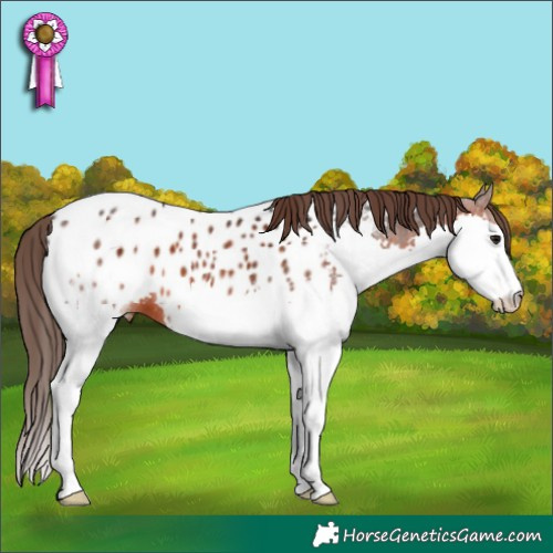 Horse Color:Brown Splash Appaloosa 