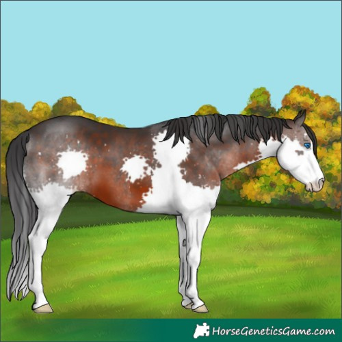 Horse Color:Brown Splash